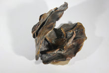 Load image into Gallery viewer, Oyster
